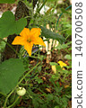 Pumpkin flower with small developing fruit on vine in vegetable garden. Cucurbita plant showing early fruit formation and flowering stage during organic garden cultivation. 140700508