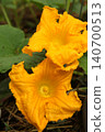 Two large pumpkin flowers blooming in vegetable garden. Bright yellow Cucurbita blossoms with textured petals growing on vine during summer flowering stage. 140700513