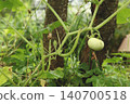 Young pumpkin fruit developing on vine in vegetable garden. Cucurbita plant showing early stage of fruit growth with tendrils and stems in natural garden environment. 140700518