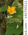 Yellow pumpkin flower growing on climbing vine near tree trunk in garden. Cucurbita blossom showing natural vegetable plant growth in organic garden environment. 140700522
