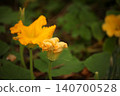 Yellow squash blossom in vegetable garden during summer flowering stage. Close up of Cucurbita flower used for pollination and fruit development in organic vegetable cultivation and home gardening. 140700528