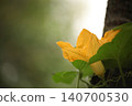 Bright yellow pumpkin flower growing on climbing vine with soft natural light and copy space. Cucurbita blossom in summer vegetable garden showing organic farming, pollination, home gardening concept 140700530