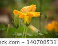 Young squash flower and bud on vegetable plant in summer garden. Cucurbita blossom developing on climbing vine during organic vegetable cultivation and home gardening season 140700531