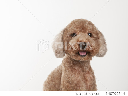 坐著的玩具貴賓犬的半身照 坐著的玩具貴賓犬的半身照 140700544