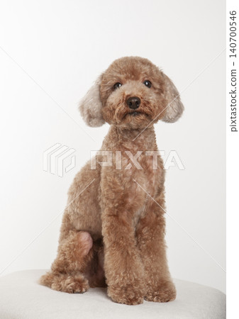 坐玩具貴賓犬 140700546