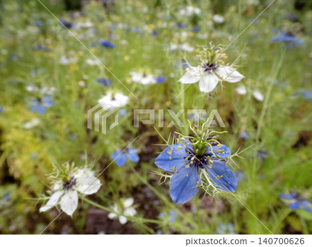 黑種草花盛開 黑種草花盛開 140700626