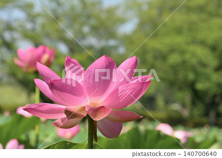 Pink lotus flowers stand out against the green. Pink lotus flowers stand out against the green. 140700640