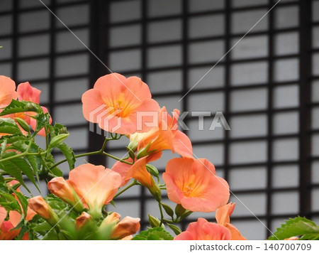 寺廟庭院裡盛開著凌霄花。 寺廟庭院裡盛開著凌霄花。 140700709