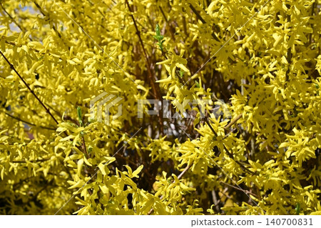 Dense Forsythia Shrub with Masses of Small Yellow Flowers Dense Forsythia Shrub with Masses of Small Yellow Flowers 140700831
