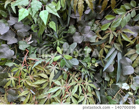 Lush artificial vertical garden wall with variety of green leaves Lush artificial vertical garden wall with variety of green leaves 140700896