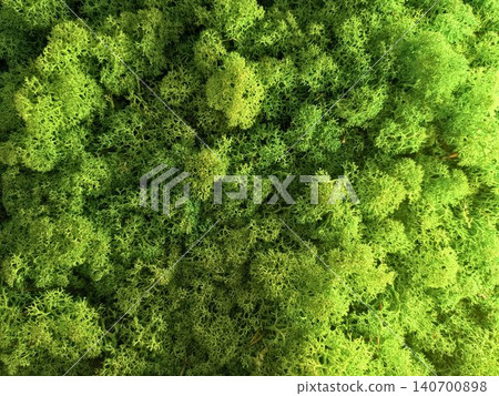 Texture of stabilized green reindeer moss for interior decoration Texture of stabilized green reindeer moss for interior decoration 140700898