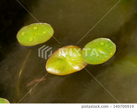 Water shield leaves floating on the water's surface Water shield leaves floating on the water's surface 140700919