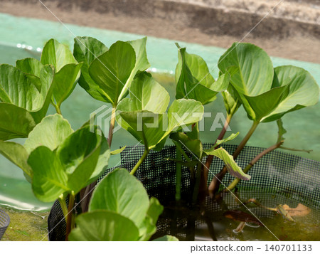 三葉木蘭（Menyanthes trifoliata）栽培於水邊 140701133