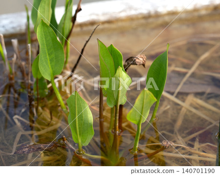 Young leaves of Sagittaria trifolia Young leaves of Sagittaria trifolia 140701190