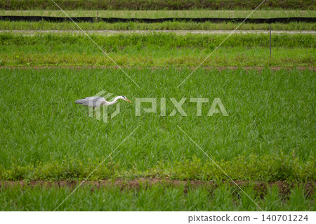 Gray heron in the rice field Gray heron in the rice field 140701224