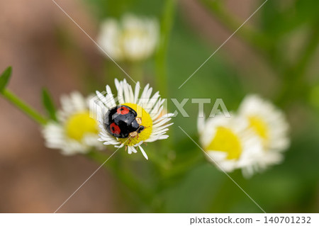 Macro photograph of a fleabane flower and a ladybug. 140701232