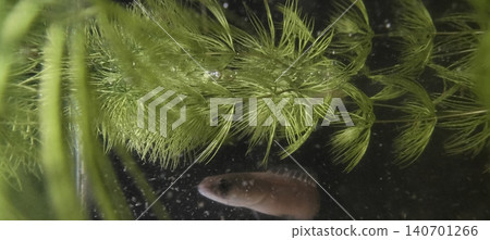 Close-up image of a small fish swimming among lush green aquatic plants in a freshwater aquarium. Close-up image of a small fish swimming among lush green aquatic plants in a freshwater aquarium. 140701266