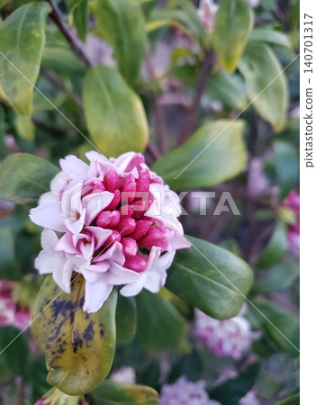 Zinbo gauze Zinbo gauze 140701317