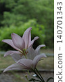 midsummer 140701343