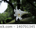 midsummer 140701345