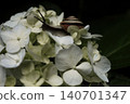 midsummer 140701347