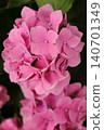 midsummer 140701349