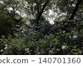 midsummer 140701360