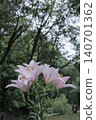 midsummer 140701362