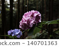 midsummer 140701363