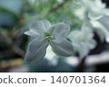 midsummer 140701364