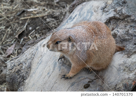 Adorable prairie dogs Adorable prairie dogs 140701370