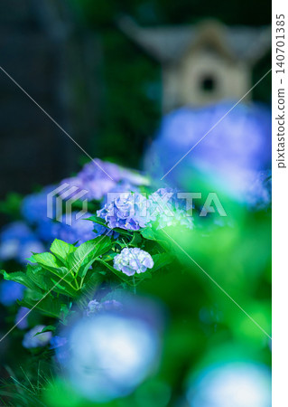 Hydrangeas blooming in Heiwadai Park at night Hydrangeas blooming in Heiwadai Park at night 140701385