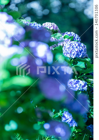 夜晚,平和台公園的繡球花盛開 夜晚,平和台公園的繡球花盛開 140701386
