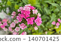 Bright pink Sweet William flowers blooming in a garden bed among lush green foliage. Dense clusters of Dianthus blossoms create a colorful summer scene for gardening, floral, and botanical themes. 140701425