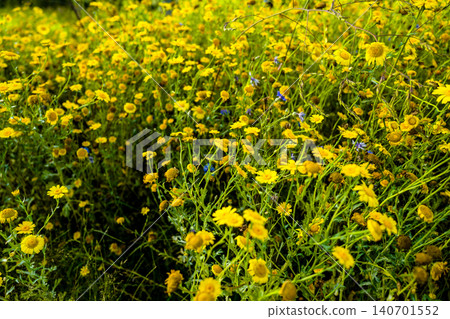 This is a field of vibrant yellow flowers, likely a mix of species such as daisies and wild mustard, bathed in warm sunlight.The scene features a shallow depth of field, with flowers in the foreground This is a field of vibrant yellow flowers, likely a mix of species such as daisies and wild mustard, bathed in warm sunlight.The scene features a shallow depth of field, with flowers in the foreground 140701552