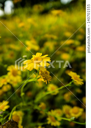 This is a field of vibrant yellow flowers, likely a mix of species such as daisies and wild mustard, bathed in warm sunlight.The scene features a shallow depth of field, with flowers in the foreground This is a field of vibrant yellow flowers, likely a mix of species such as daisies and wild mustard, bathed in warm sunlight.The scene features a shallow depth of field, with flowers in the foreground 140701555