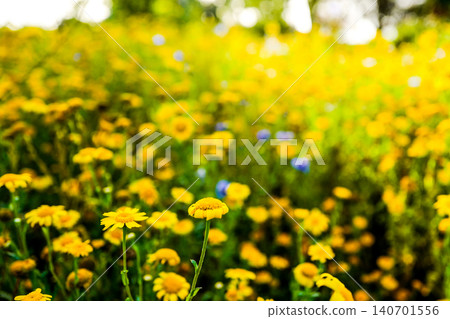 This is a field of vibrant yellow flowers, likely a mix of species such as daisies and wild mustard, bathed in warm sunlight.The scene features a shallow depth of field, with flowers in the foreground This is a field of vibrant yellow flowers, likely a mix of species such as daisies and wild mustard, bathed in warm sunlight.The scene features a shallow depth of field, with flowers in the foreground 140701556