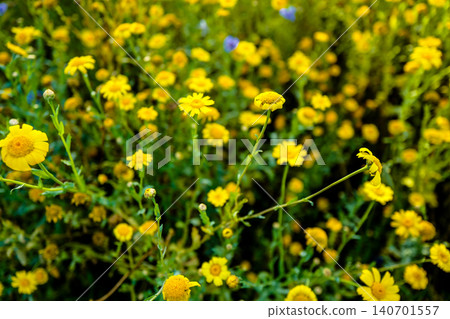 This is a field of vibrant yellow flowers, likely a mix of species such as daisies and wild mustard, bathed in warm sunlight.The scene features a shallow depth of field, with flowers in the foreground This is a field of vibrant yellow flowers, likely a mix of species such as daisies and wild mustard, bathed in warm sunlight.The scene features a shallow depth of field, with flowers in the foreground 140701557