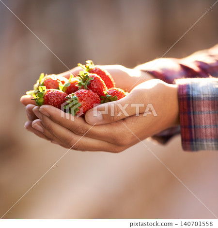 Strawberry, closeup and person with wellness, hands and harvest with sustainability and agriculture. Woman, farmer and vegan with fruit and organic with health and diet with vegetarian and gardener Strawberry, closeup and person with wellness, hands and harvest with sustainability and agriculture. Woman, farmer and vegan with fruit and organic with health and diet with vegetarian and gardener 140701558