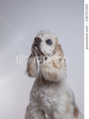 一隻坐著的可卡犬 一隻坐著的可卡犬 140701565