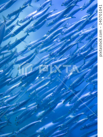 沙丁魚在牛群中游泳 沙丁魚在牛群中游泳 140701841