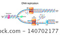 DNA replication. Okazaki fragment and polymerase, helicase, free nucleotides, topoisomerase. 140702177