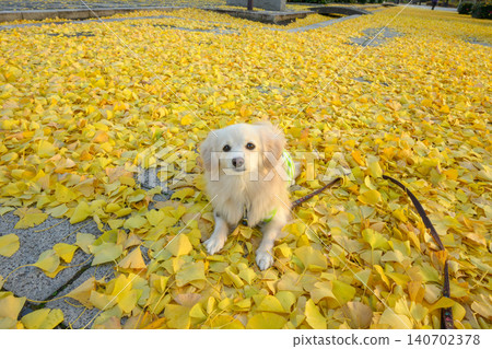 Autumn leaves of Chichibu muse park Autumn leaves of Chichibu muse park 140702378