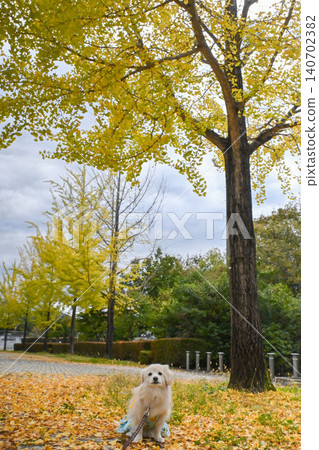 Autumn leaves of Chichibu muse park 140702382