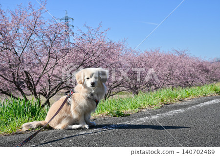 Azuki Kanzakura at Kitasaba Sakuratsutsu Park Azuki Kanzakura at Kitasaba Sakuratsutsu Park 140702489