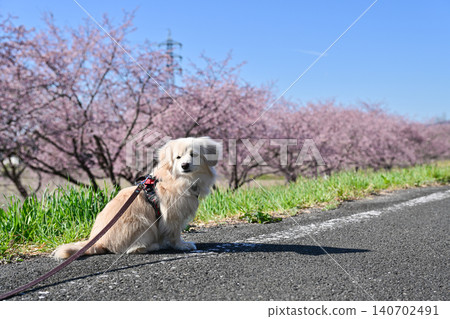 Azuki Kanzakura at Kitasaba Sakuratsutsu Park Azuki Kanzakura at Kitasaba Sakuratsutsu Park 140702491