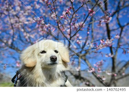 Azuki Kanzakura at Kitasaba Sakuratsutsu Park Azuki Kanzakura at Kitasaba Sakuratsutsu Park 140702495