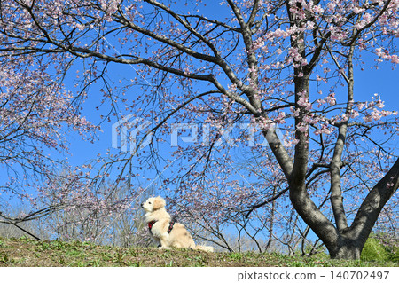 Azuki Kanzakura at Kitasaba Sakuratsutsu Park Azuki Kanzakura at Kitasaba Sakuratsutsu Park 140702497