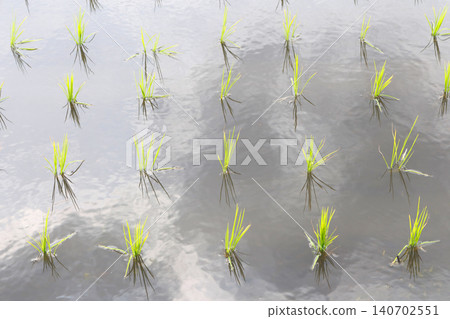 Rice paddy after rice planting 140702551