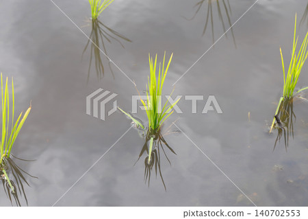 Rice paddy after rice planting 140702553